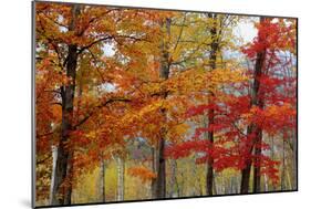 Autumn Foliage, Lincoln New Hampshire, New England-Vincent James-Mounted Photographic Print