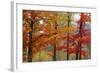 Autumn Foliage, Lincoln New Hampshire, New England-Vincent James-Framed Photographic Print