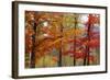 Autumn Foliage, Lincoln New Hampshire, New England-Vincent James-Framed Photographic Print