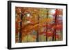 Autumn Foliage, Lincoln New Hampshire, New England-Vincent James-Framed Photographic Print