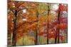 Autumn Foliage, Lincoln New Hampshire, New England-Vincent James-Mounted Photographic Print