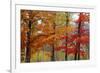 Autumn Foliage, Lincoln New Hampshire, New England-Vincent James-Framed Photographic Print
