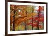 Autumn Foliage, Lincoln New Hampshire, New England-Vincent James-Framed Photographic Print