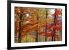 Autumn Foliage, Lincoln New Hampshire, New England-Vincent James-Framed Photographic Print