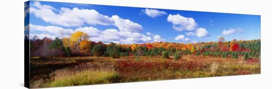 Autumn Foliage, New York State, USA-null-Stretched Canvas