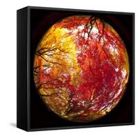 Autumn Foliage of Japanese Maple (Acer) Tree, England, Uk-Jon Arnold-Framed Stretched Canvas