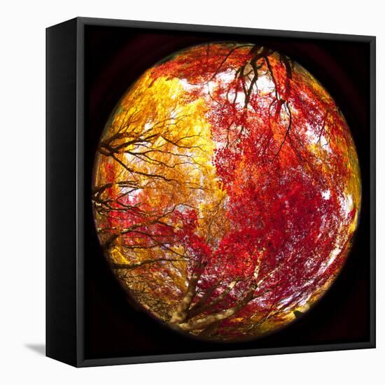 Autumn Foliage of Japanese Maple (Acer) Tree, England, Uk-Jon Arnold-Framed Stretched Canvas