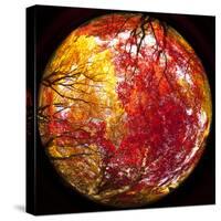 Autumn Foliage of Japanese Maple (Acer) Tree, England, Uk-Jon Arnold-Stretched Canvas