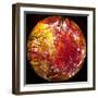 Autumn Foliage of Japanese Maple (Acer) Tree, England, Uk-Jon Arnold-Framed Premium Photographic Print