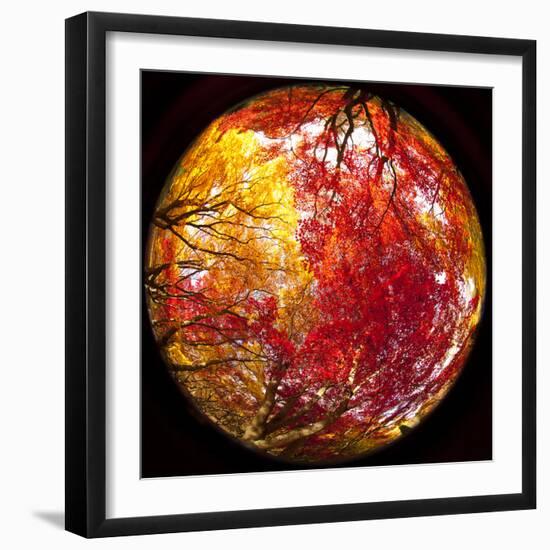 Autumn Foliage of Japanese Maple (Acer) Tree, England, Uk-Jon Arnold-Framed Premium Photographic Print