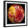 Autumn Foliage of Japanese Maple (Acer) Tree, England, Uk-Jon Arnold-Framed Photographic Print