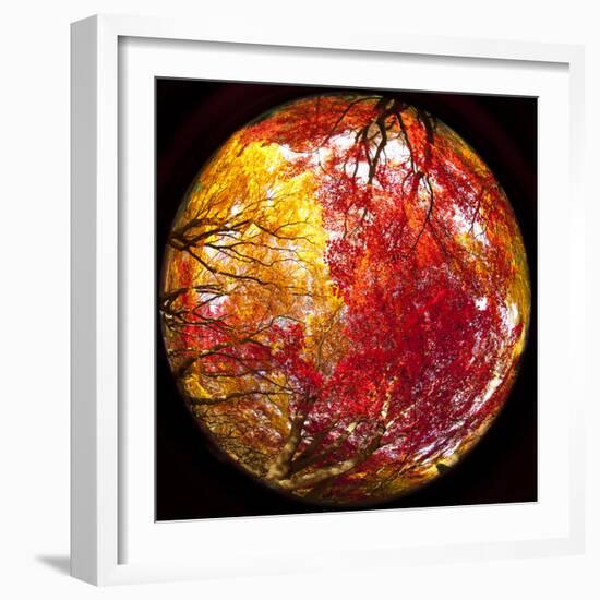 Autumn Foliage of Japanese Maple (Acer) Tree, England, Uk-Jon Arnold-Framed Photographic Print