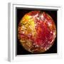 Autumn Foliage of Japanese Maple (Acer) Tree, England, Uk-Jon Arnold-Framed Photographic Print