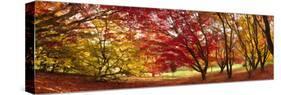 Autumn Foliage of Japanese Maple (Acer) Tree, England, Uk-Jon Arnold-Stretched Canvas