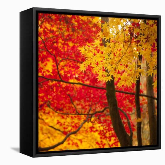 Autumn Foliage of Japanese Maple (Acer) Tree, England, Uk-Jon Arnold-Framed Stretched Canvas