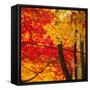 Autumn Foliage of Japanese Maple (Acer) Tree, England, Uk-Jon Arnold-Framed Stretched Canvas