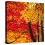 Autumn Foliage of Japanese Maple (Acer) Tree, England, Uk-Jon Arnold-Stretched Canvas