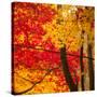 Autumn Foliage of Japanese Maple (Acer) Tree, England, Uk-Jon Arnold-Stretched Canvas