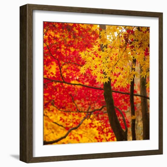 Autumn Foliage of Japanese Maple (Acer) Tree, England, Uk-Jon Arnold-Framed Photographic Print