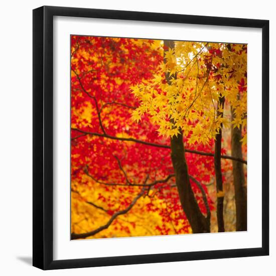 Autumn Foliage of Japanese Maple (Acer) Tree, England, Uk-Jon Arnold-Framed Photographic Print