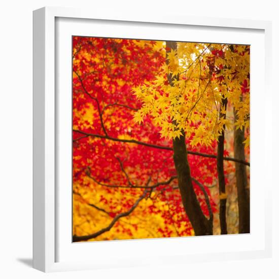 Autumn Foliage of Japanese Maple (Acer) Tree, England, Uk-Jon Arnold-Framed Photographic Print