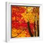 Autumn Foliage of Japanese Maple (Acer) Tree, England, Uk-Jon Arnold-Framed Photographic Print