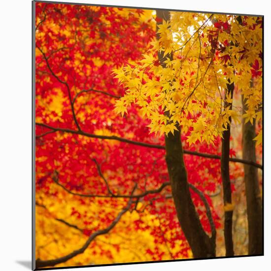 Autumn Foliage of Japanese Maple (Acer) Tree, England, Uk-Jon Arnold-Mounted Photographic Print