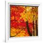 Autumn Foliage of Japanese Maple (Acer) Tree, England, Uk-Jon Arnold-Framed Photographic Print