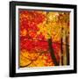 Autumn Foliage of Japanese Maple (Acer) Tree, England, Uk-Jon Arnold-Framed Photographic Print