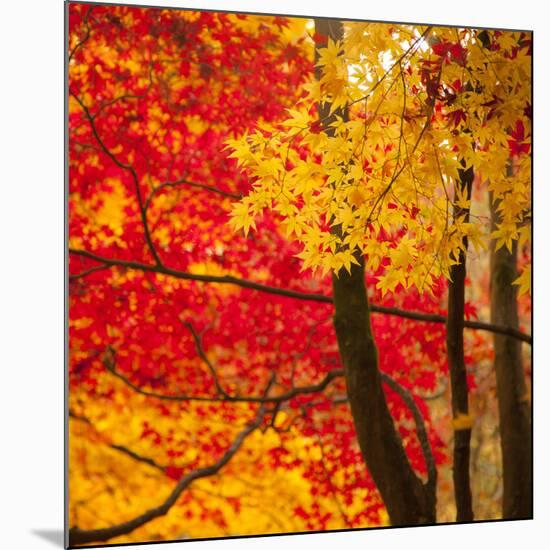 Autumn Foliage of Japanese Maple (Acer) Tree, England, Uk-Jon Arnold-Mounted Photographic Print