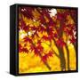 Autumn Foliage of Japanese Maple (Acer) Tree, England, Uk-Jon Arnold-Framed Stretched Canvas