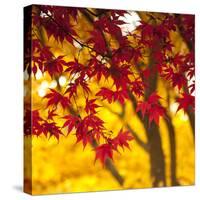 Autumn Foliage of Japanese Maple (Acer) Tree, England, Uk-Jon Arnold-Stretched Canvas