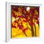 Autumn Foliage of Japanese Maple (Acer) Tree, England, Uk-Jon Arnold-Framed Premium Photographic Print