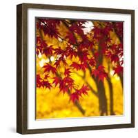 Autumn Foliage of Japanese Maple (Acer) Tree, England, Uk-Jon Arnold-Framed Photographic Print