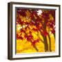 Autumn Foliage of Japanese Maple (Acer) Tree, England, Uk-Jon Arnold-Framed Photographic Print