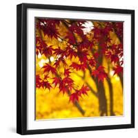 Autumn Foliage of Japanese Maple (Acer) Tree, England, Uk-Jon Arnold-Framed Photographic Print