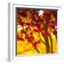 Autumn Foliage of Japanese Maple (Acer) Tree, England, Uk-Jon Arnold-Framed Photographic Print