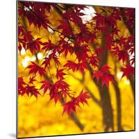 Autumn Foliage of Japanese Maple (Acer) Tree, England, Uk-Jon Arnold-Mounted Photographic Print