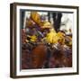 Autumn foliage of the beech.-Nadja Jacke-Framed Photographic Print