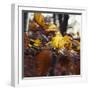 Autumn foliage of the beech.-Nadja Jacke-Framed Photographic Print