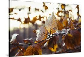 Autumn foliage of the beech.-Nadja Jacke-Stretched Canvas