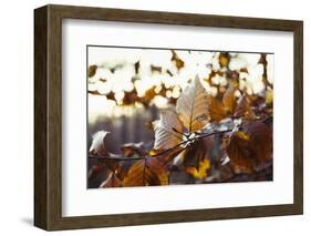 Autumn foliage of the beech.-Nadja Jacke-Framed Photographic Print