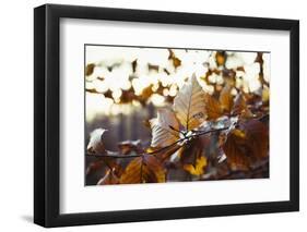 Autumn foliage of the beech.-Nadja Jacke-Framed Photographic Print