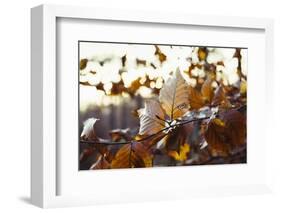 Autumn foliage of the beech.-Nadja Jacke-Framed Photographic Print