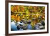 Autumn Foliage River Reflections-George Oze-Framed Photographic Print