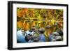 Autumn Foliage River Reflections-George Oze-Framed Photographic Print