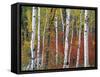 Autumn Foliage, South Dakota, USA-Walter Bibikow-Framed Stretched Canvas