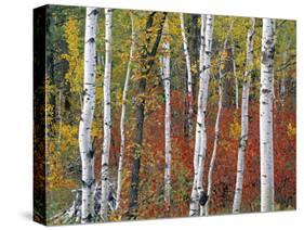 Autumn Foliage, South Dakota, USA-Walter Bibikow-Stretched Canvas