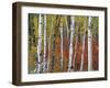 Autumn Foliage, South Dakota, USA-Walter Bibikow-Framed Photographic Print