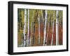 Autumn Foliage, South Dakota, USA-Walter Bibikow-Framed Photographic Print